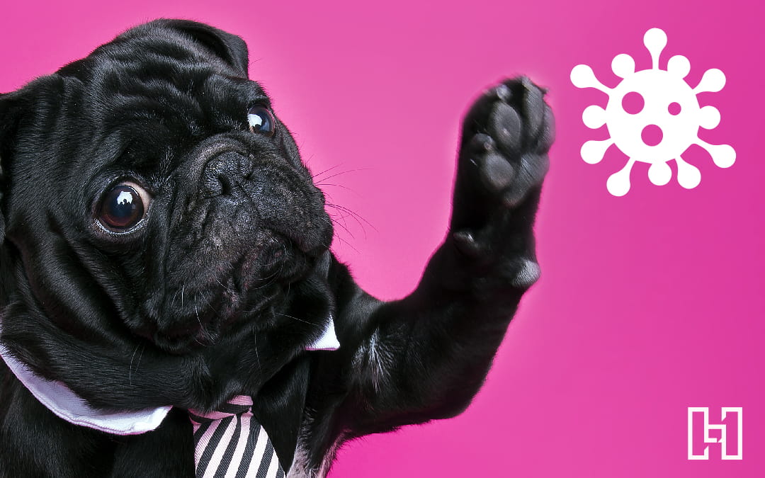 black pug wearing a tie batting away a virus with Hurrdat Logo