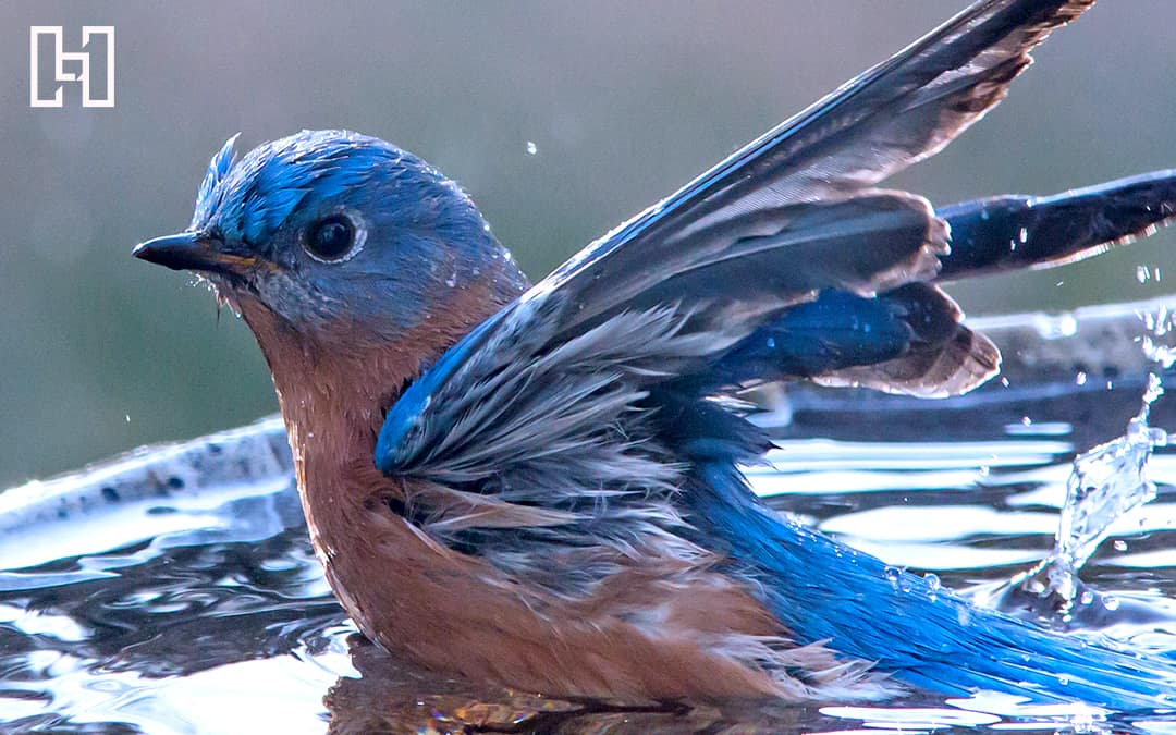 bird washing itself in a bird bath featured image for Hurrdat social media spring cleaning blog