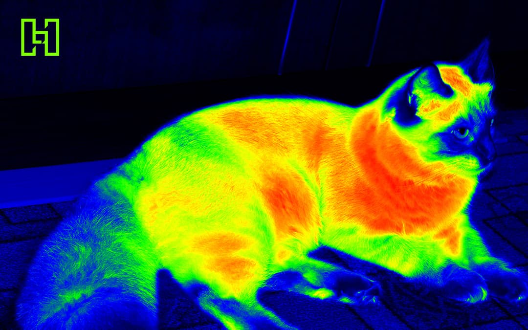 Image of a Cat with Heat Imaging Overlayed