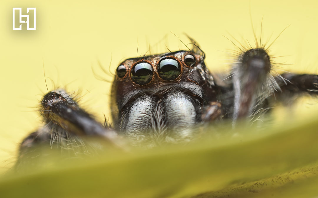 Search Engine Spiders: O que significa, para que serve e como funciona?